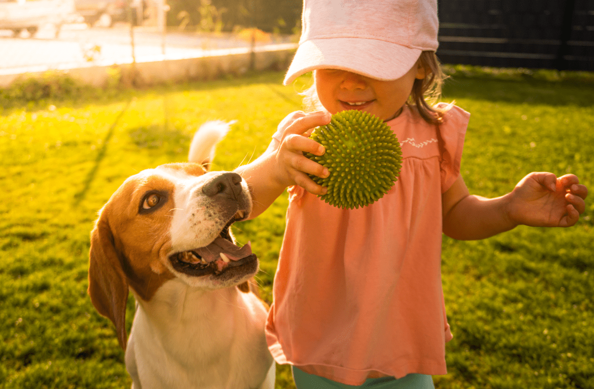 Cute dog ready to play fetch with a little girl holding a ball