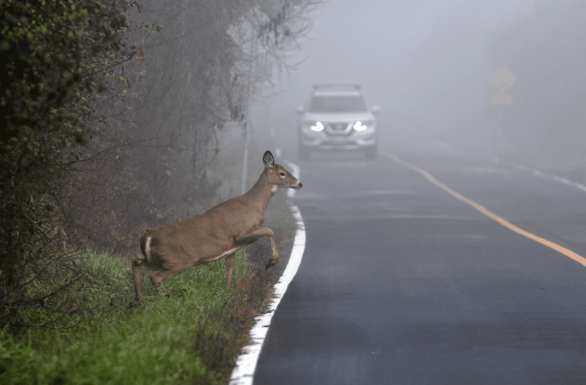 Deer running across road in front of white vehicle