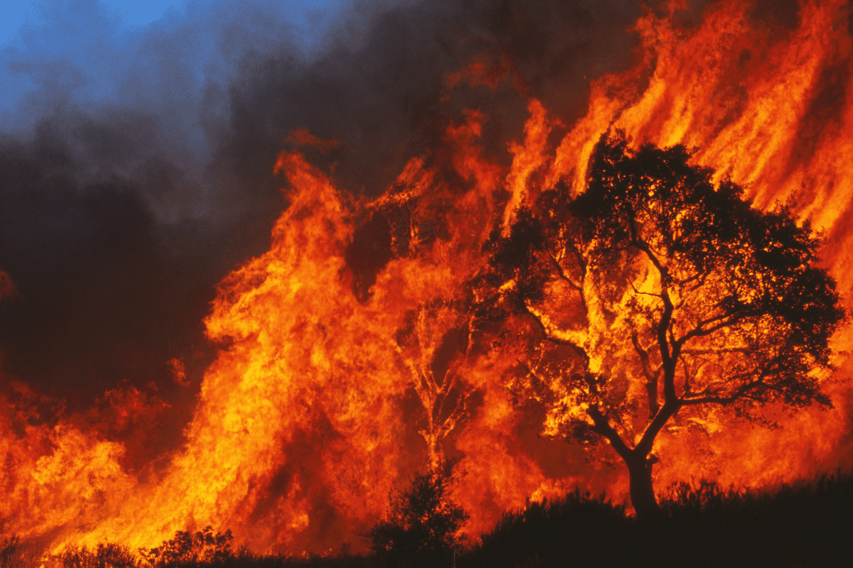 Large wildfire, burning tree in foreground